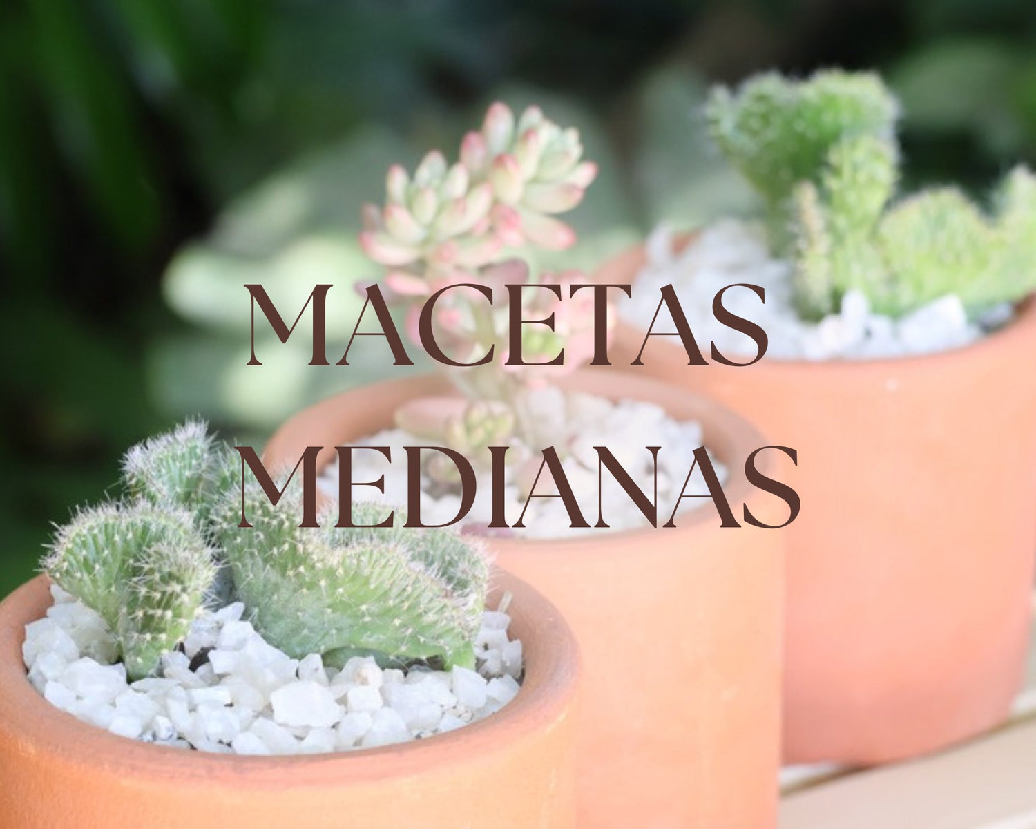 Macetas Medianas