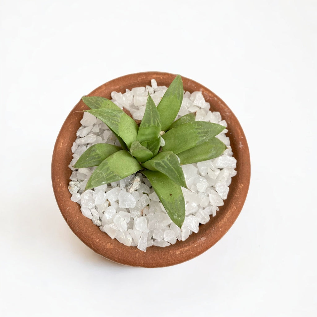 GRAVILLA BLANCA