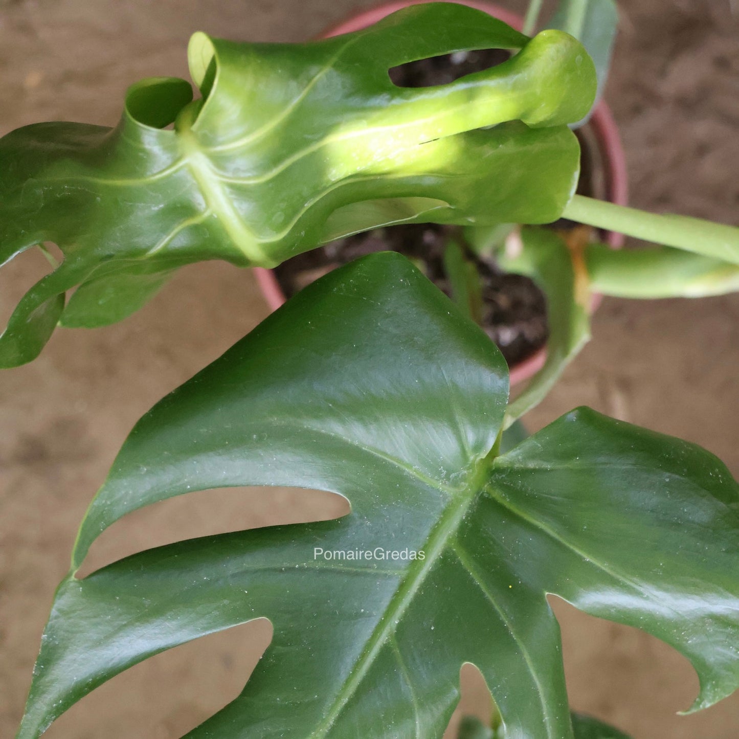 Monstera