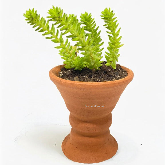 Mini Copita 3