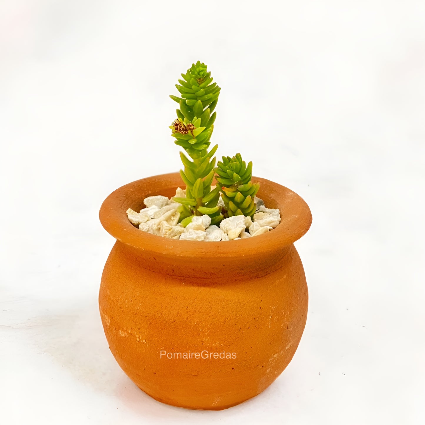 Maceta Ollita