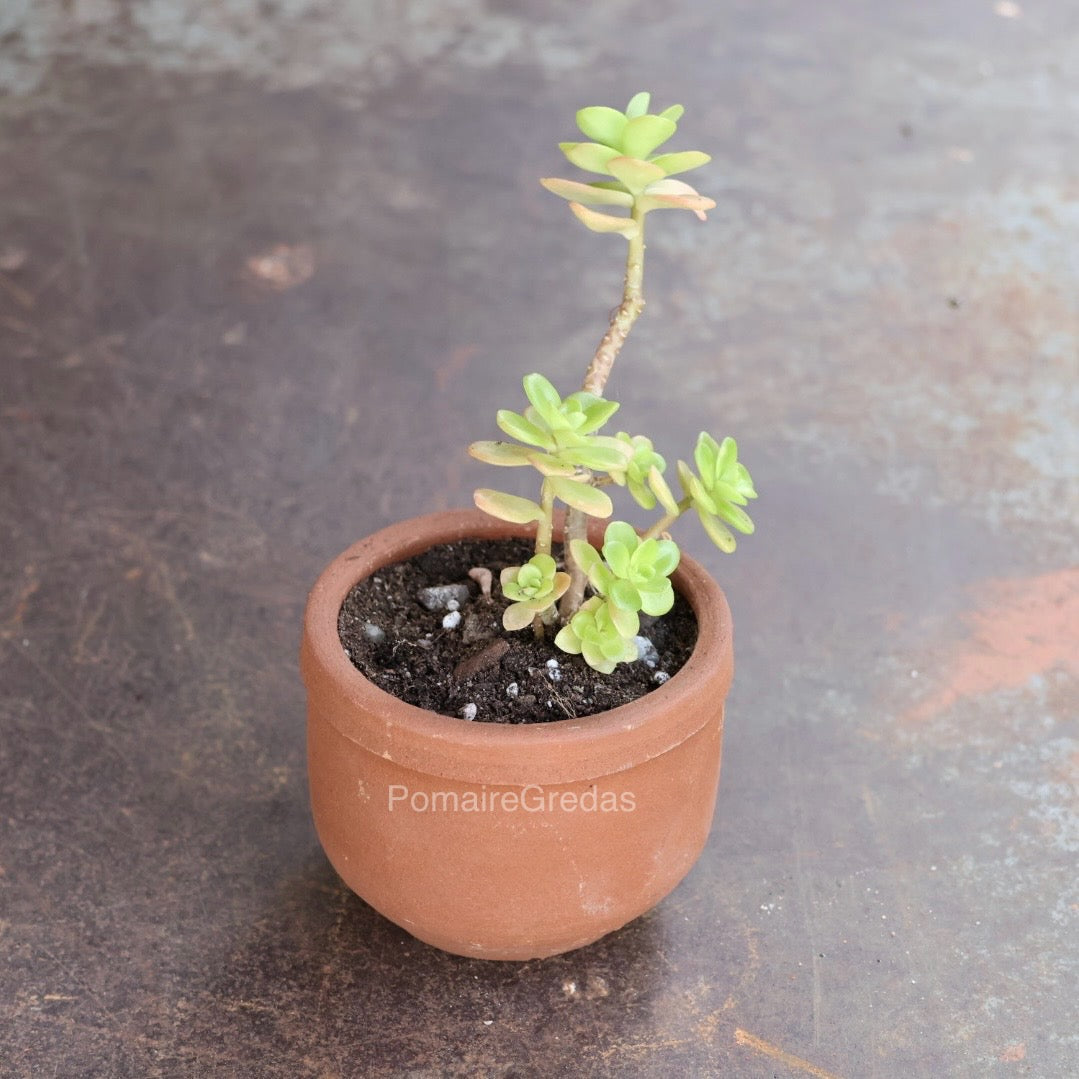 Maceta Mini Recta 2