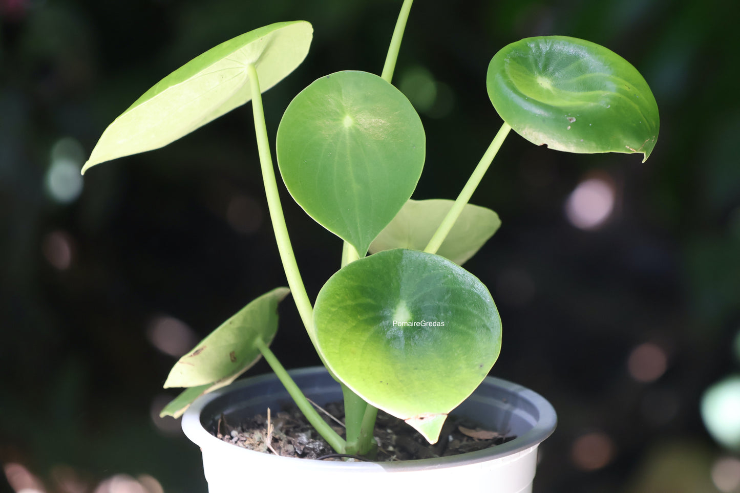 Peperomia Polybotrya