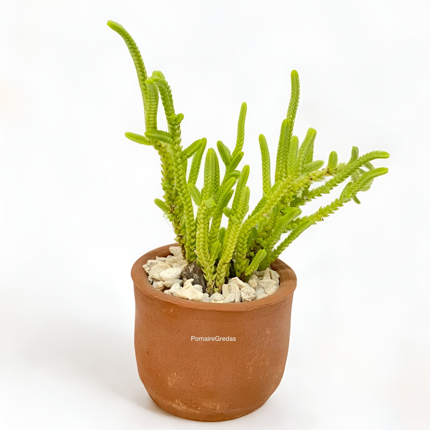 Maceta Mini Recta 1