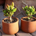Maceta bordes