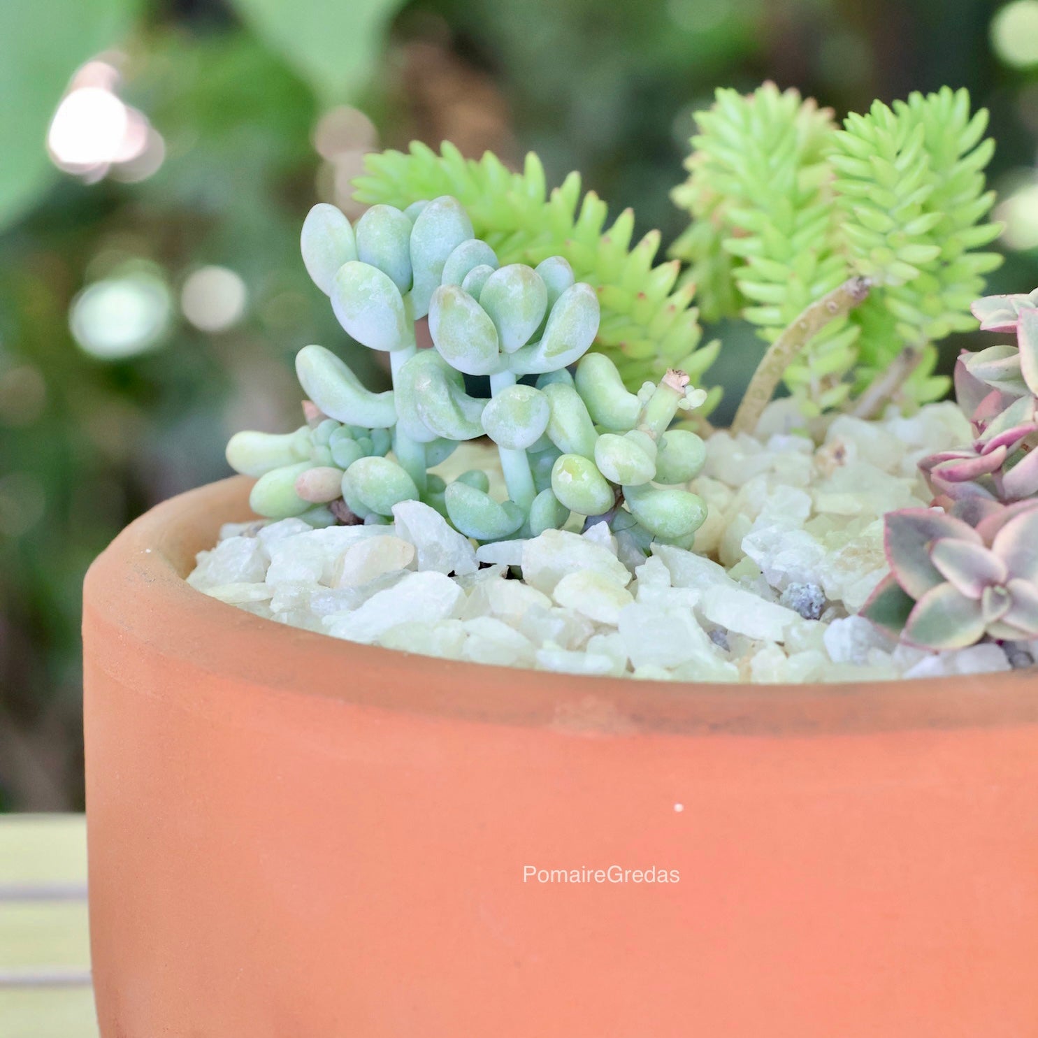 Suculentero 17x8,5cm