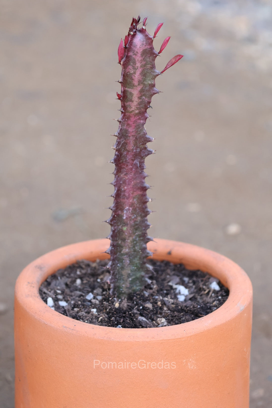 Maceta recta 18x18cm