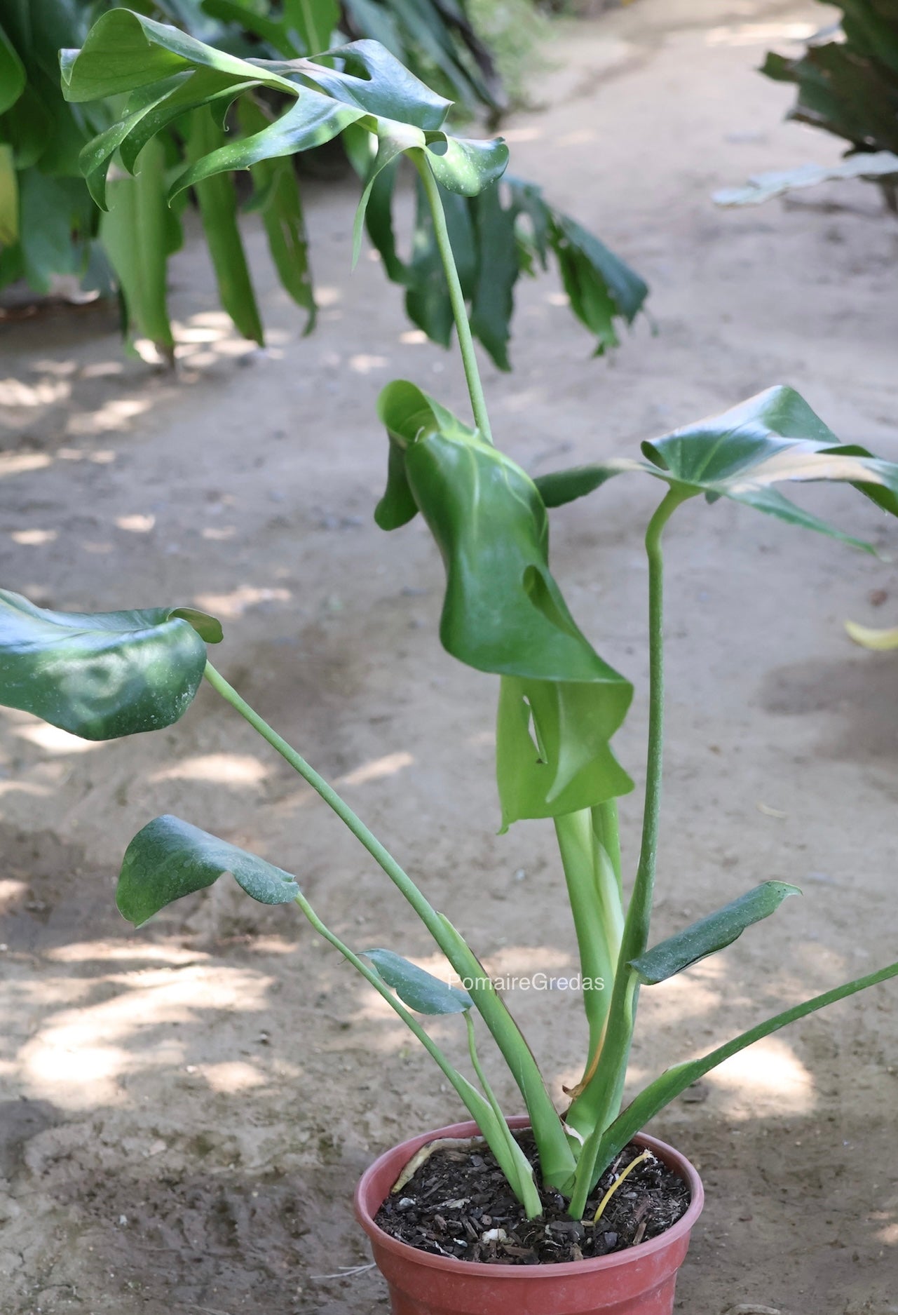 Monstera