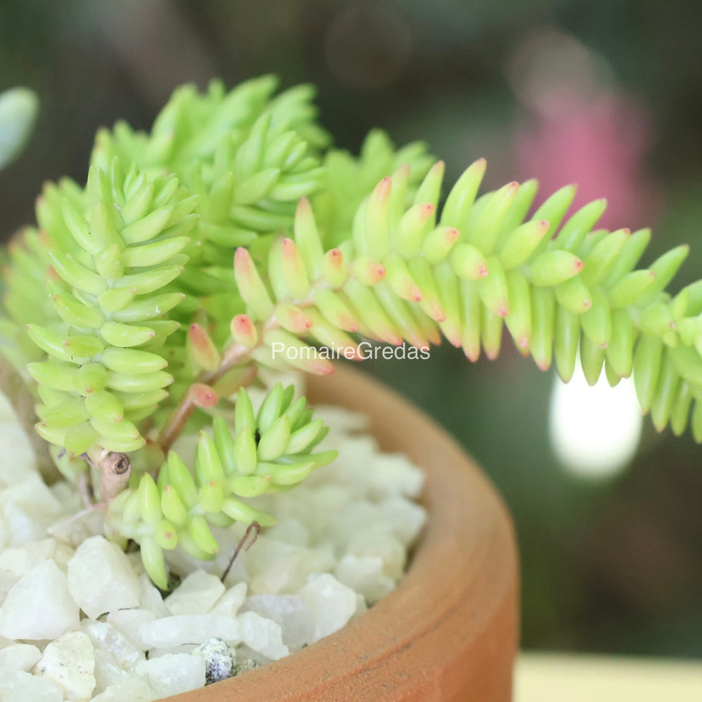 Suculentero 17x8,5cm