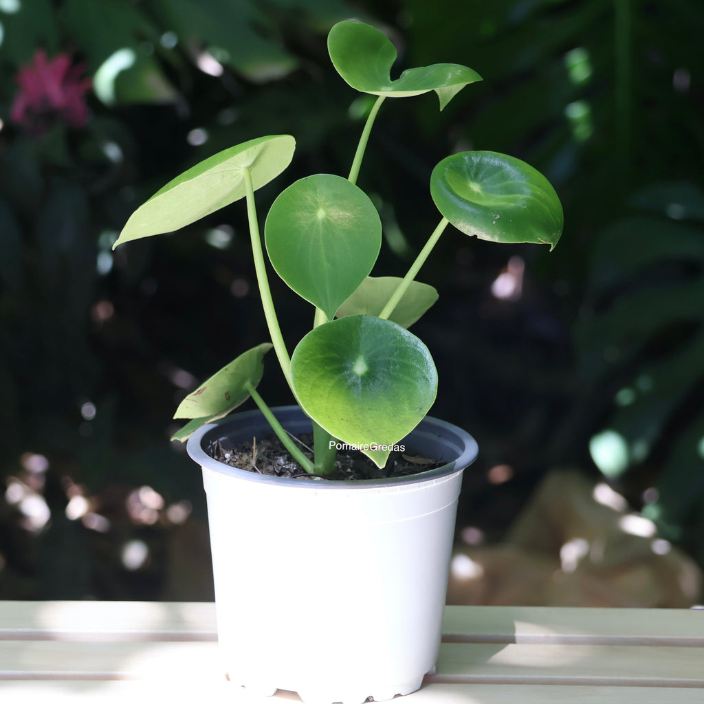 Peperomia Polybotrya