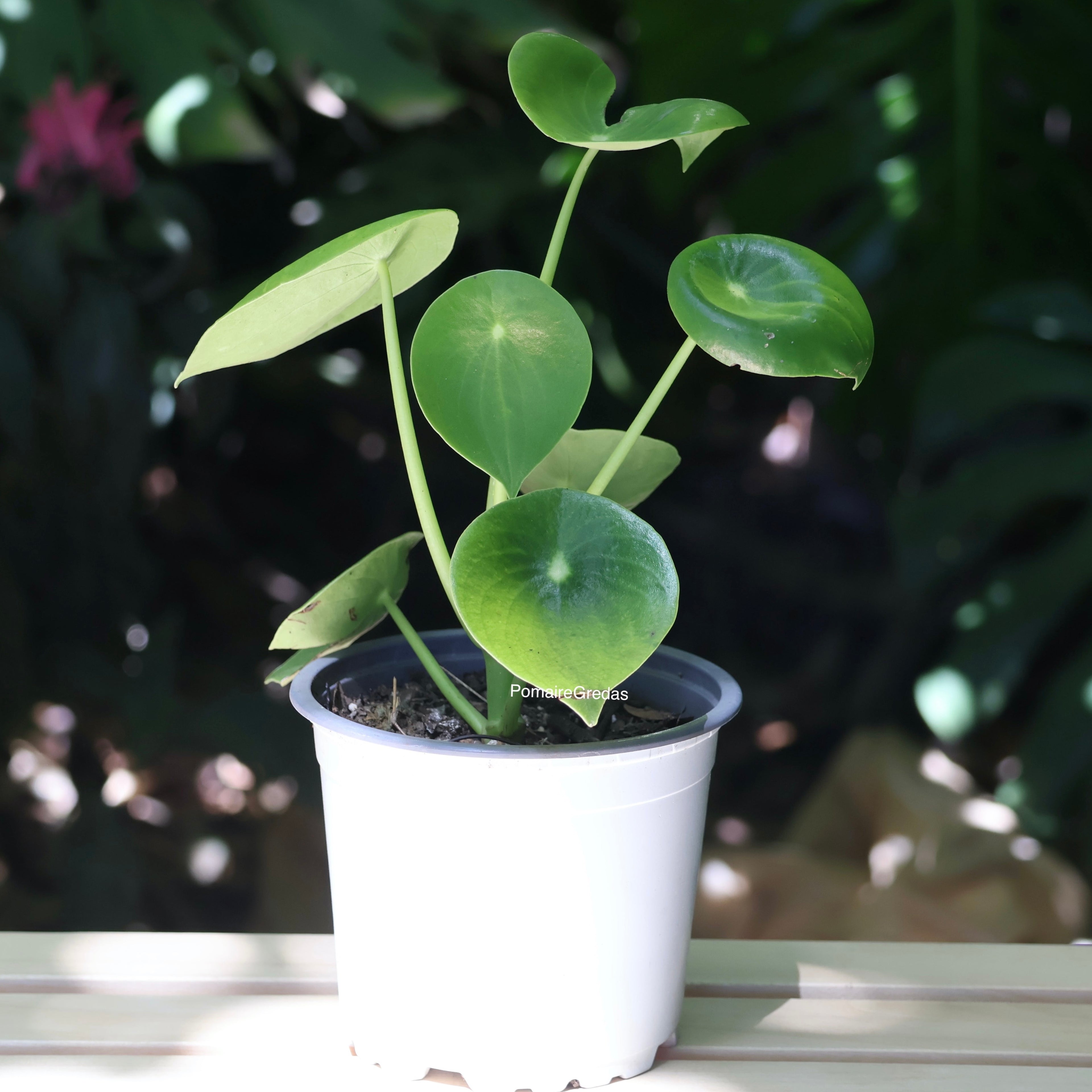 Peperomia Polybotrya