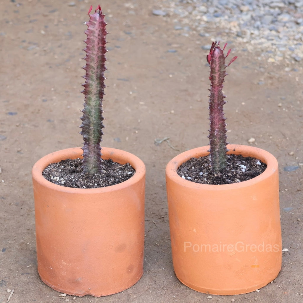 Maceta recta 18x18cm