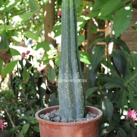 Cactus San Pedro