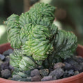 Cactus Cerebro