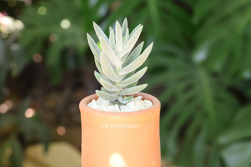 Maceta Tubular Grande