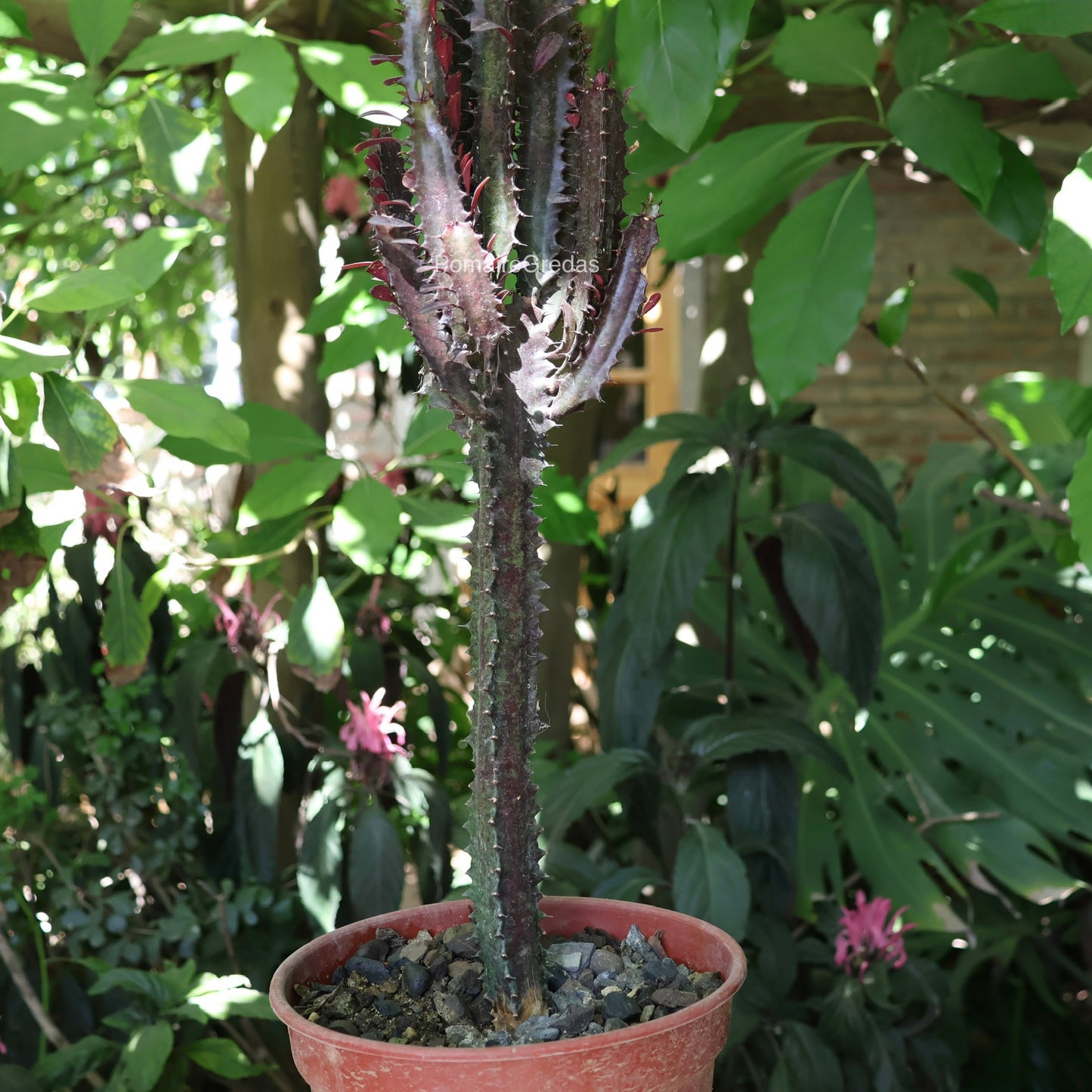 Cactus Euphorbia Trigona Rubra