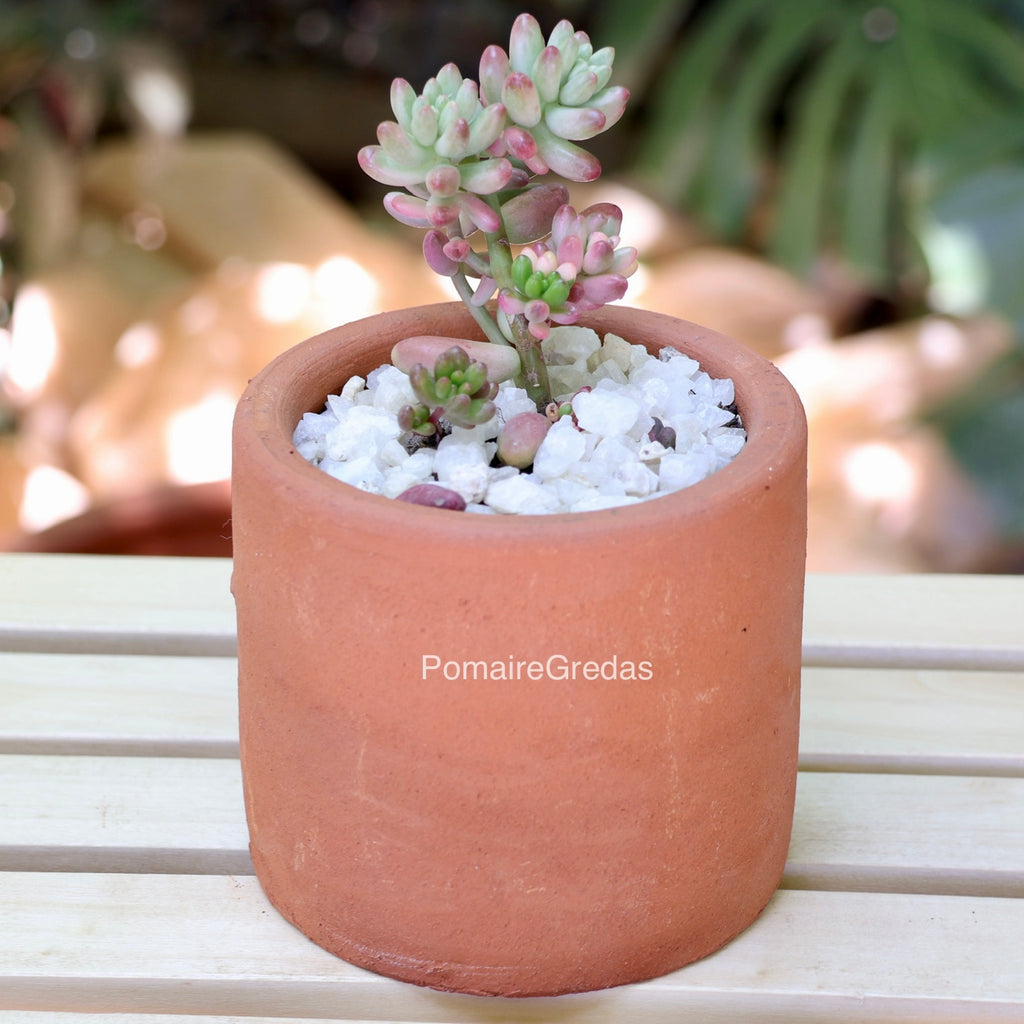 Maceta recta 10x10cm