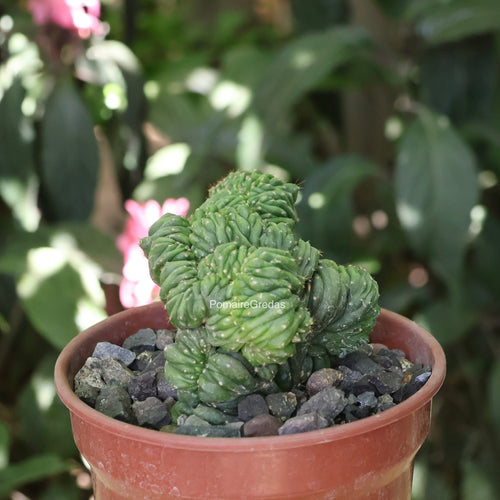 Cactus Cerebro