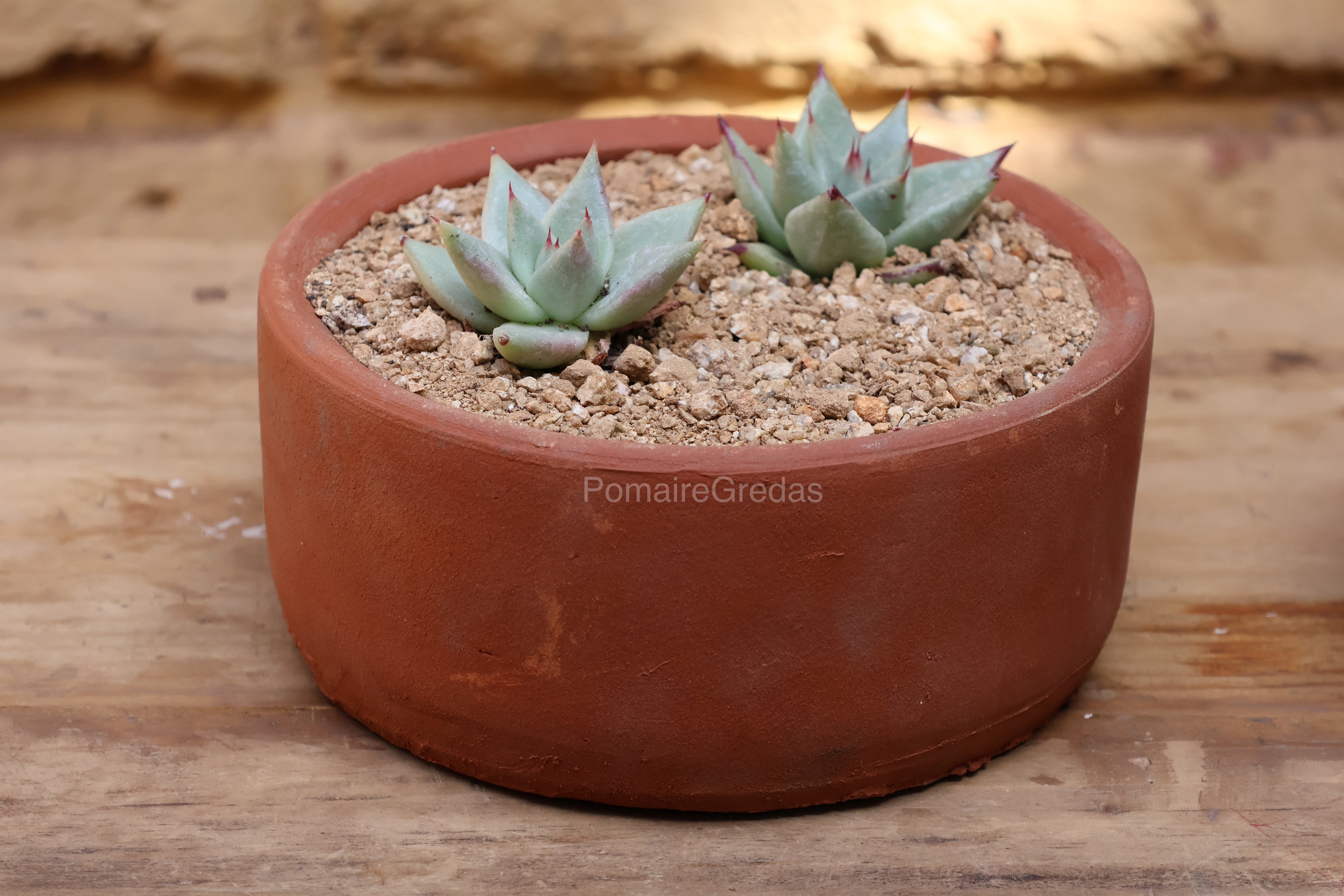 Suculentero 18 cm x 9 cm