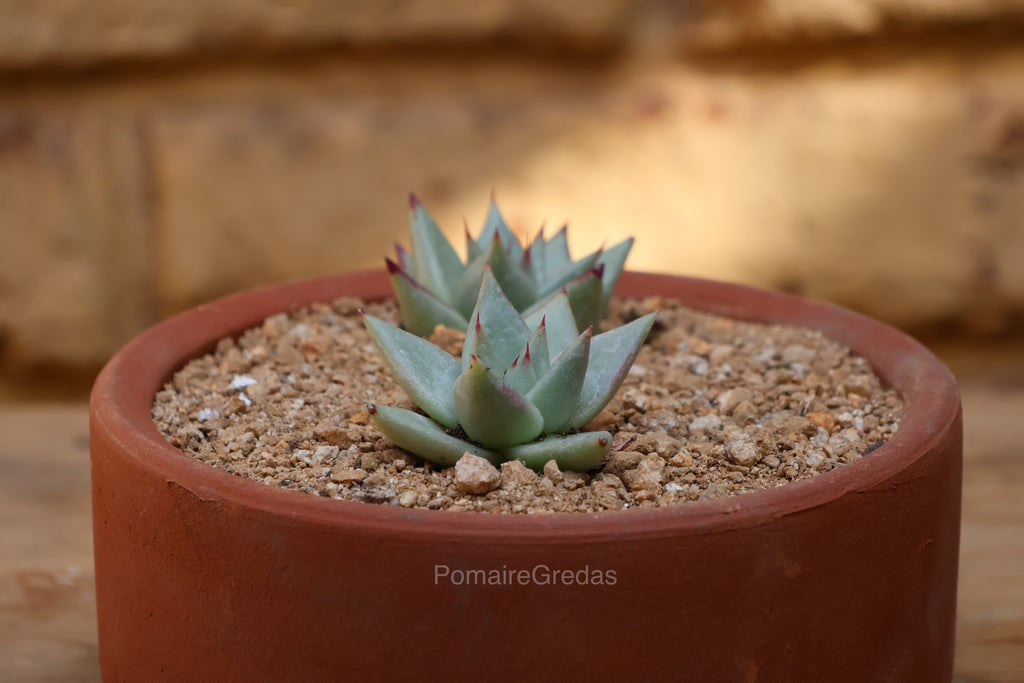 Suculentero 18 cm x 9 cm