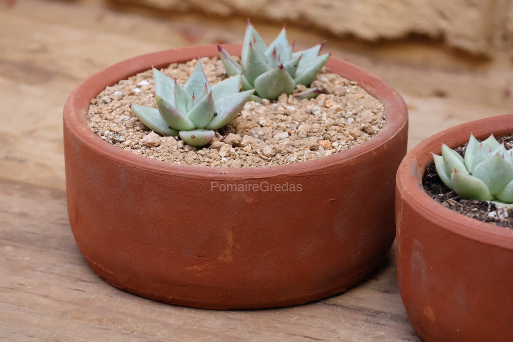 Suculentero 18 cm x 9 cm