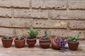 Pack 6 Macetas Mini